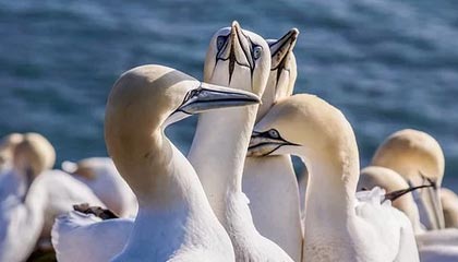 九游下载安装-雄鹿完封雷霆，全明星赛前哨战中字母哥三分雨不断，雄鹿官宣字母哥伤情