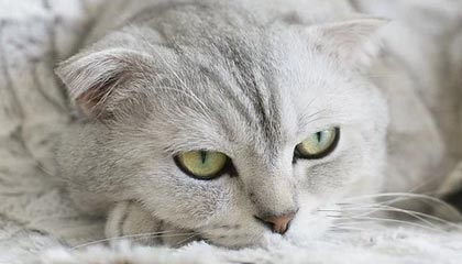 jiuyou入口-高频换帅是否是俱乐部成绩不稳的主因