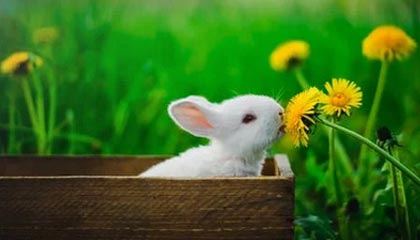 九游下载安装-雄鹿完封雷霆，全明星赛前哨战中字母哥三分雨不断，雄鹿官宣字母哥伤情